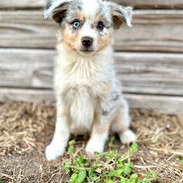 Blue - Blue merle female Miniature Australian Shepherd puppy in Saint Cloud, Florida from Dirty Paws