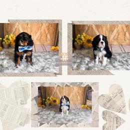 Cavalier King Charles Spaniel puppies from Fluffy Buttz
