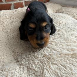 Alvie - Black and tan male Dachshund puppy in Edmond, Oklahoma from Mini Browne Dachshunds