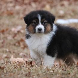Australian Shepherd Puppies from Silverbrook Australian Shepherds