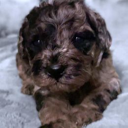 Cavapoo Puppies from Veronica's Cavapoos
