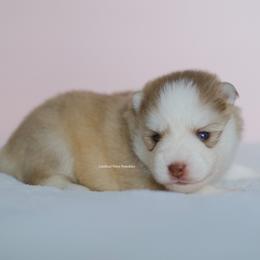 Phoenix - Red and white male Pomsky puppy in Loxahatchee, Florida from Cardinal Point Pomskies