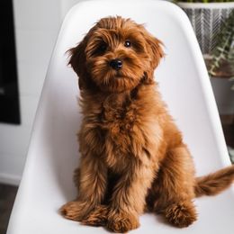 Rockne - Goldendoodle