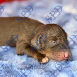 Fancy - Chocolate and tan female Dachshund puppy in Onalaska, Texas from Smokey Pines Dachshunds