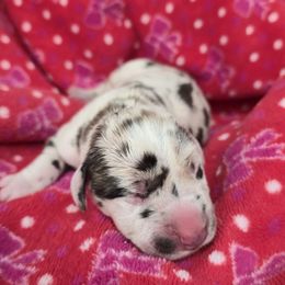 Solo - Harlequin female Great Dane puppy in Granby, Missouri from F5
