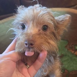 Beckett - Chocolate and tan male Yorkshire Terrier puppy in Lebanon, Kentucky from Mosaic Merle Doodles