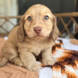 Cove - Cream male Dachshund puppy in Duncanville, Alabama from Bear Creek