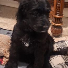 Phantom Boy 2 - Phantom male Bernedoodle puppy in Queen Creek, Arizona from Jersey Girl's Doodles