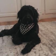 Goldendoodles from KCGoldenDoodle