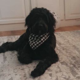 Goldendoodles from KCGoldenDoodle