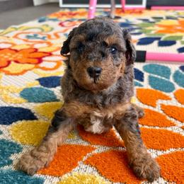 Nutmeg - Merle female Goldendoodle puppy in Brooksville, Florida from Spring Prairie Doodles