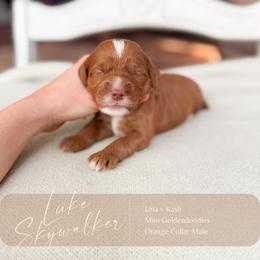 Luke Skywalker - Red  male Goldendoodle puppy in Hiddenite, North Carolina from Rose and Reid Doodles