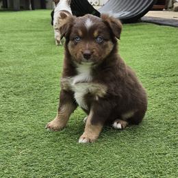 Sriracha - Red tri-color female Australian Shepherd puppy in Northfield, New Hampshire from A to Z Australian Shepherds