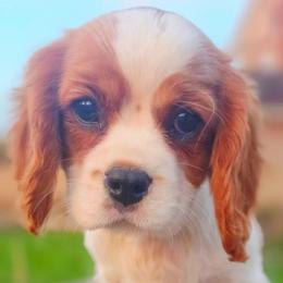 Providence - Blenheim female Cavalier King Charles Spaniel puppy in Watsontown, Pennsylvania from Huntsman Cavaliers