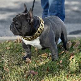 Scrooge - French Bulldog