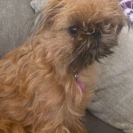 Brussels Griffons from Middletown Dreams