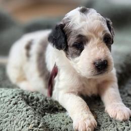 Autumn - Blue merle female Bernedoodle puppy in Malden, Illinois from Doting Doodles