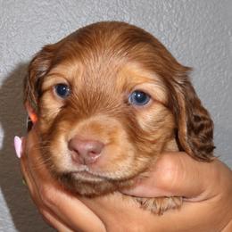 Nugget - Chocolate and tan male Dachshund puppy in Coachella, California from Liliana's Dachshunds