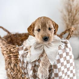 Bramble - Apricot male Goldendoodle puppy in Russell Springs, Kentucky from Milk & Honey Doodles