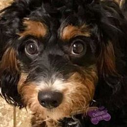 Bernedoodles from Diamond L Doodles