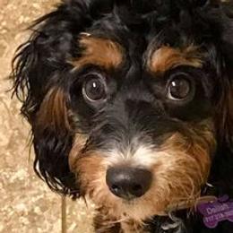 Bernedoodles from Diamond L Doodles