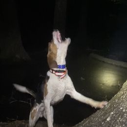 Terzo - Treeing Walker Coonhound