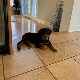 Rottweiler Puppies from CG Rottweilers