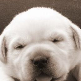 Labrador Retrievers from Dee's Labrador Retrievers