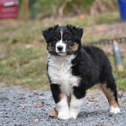 Australian Shepherd and Miniature American Shepherd Puppies from Battlefield Australian Shepherds and Miniature American Shepherds