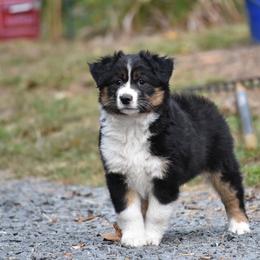 Australian Shepherd and Miniature American Shepherd Puppies from Battlefield Australian Shepherds and Miniature American Shepherds