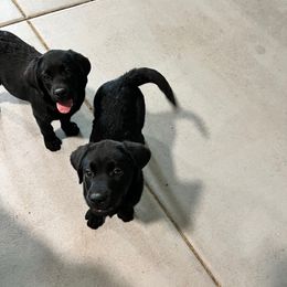 Tommy - Black male Labrador Retriever puppy in Buckeye, Arizona from Foothills Labrador Retrievers