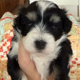 Wesley - Black and white male Havanese puppy in Apopka, Florida from Dunhill Havanese