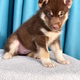 Female 2 - Red and white female Siberian Husky puppy in Pennsylvania from Breezy Valley Siberians