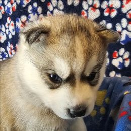 1 (purple) - Gray and white female Siberian Husky puppy in Dane, Wisconsin from Sunny Hurricane Siberians