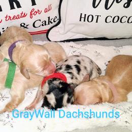 Dachshund Puppies from Gray Wall Dachshunds