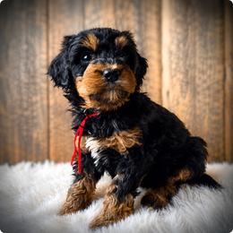 Rose - Tri-color female Bernedoodle puppy in Ashton, Idaho from Kerr Kanine Ranch