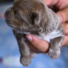 Fable - Blue and white female Shih Tzu puppy in Montrose, Colorado from Nana's Happy Pups