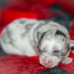 Girl 1 - Blue merle female Pomeranian puppy in Bremen, Indiana from AMS Pomeranians and Pomskies in Indiana