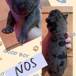 NOS - Merle male Great Dane puppy in Wellsville, New York from Prophecy Danes