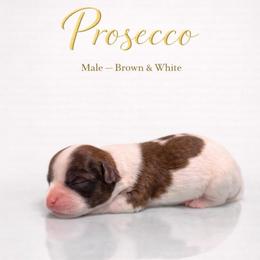 Prosecco - Black and white male Shorkie puppy in Delta, Colorado from SATA Kennels