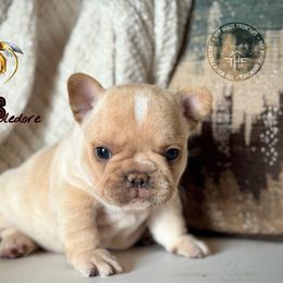 Dumbledore - Cream male French Bulldog puppy in Salem, Oregon from Toy House Frenchies