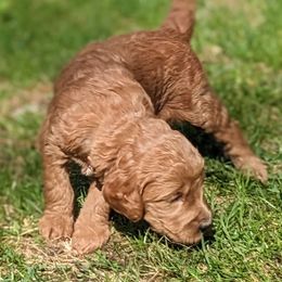 Goldendoodle Puppies from Sunny Doodle Pups
