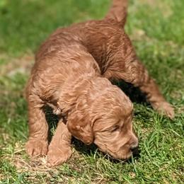 Goldendoodle Puppies from Sunny Doodle Pups