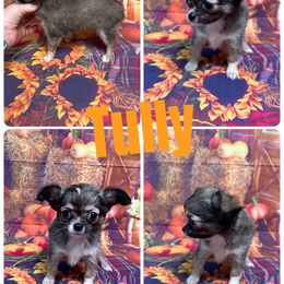 Tully - Black sabled fawn female Chihuahua puppy in Palmyra, Indiana from Country Star Chihuahuas