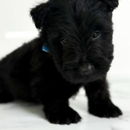Leo - Black male Scottish Terrier puppy in Mount Joy, Pennsylvania from K&M Kennel