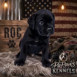 ROC - Black male Cane Corso puppy in El Paso, Texas from PaPaws Gotta Love It Kennels