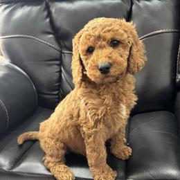 Yellow - Red  female Goldendoodle puppy in Lancaster, Kentucky from Dream Paws Puppies, LLC