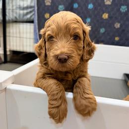 Ricky - Red  male Goldendoodle puppy in Anthem/Phoenix, Arizona from Ironwood Doodles