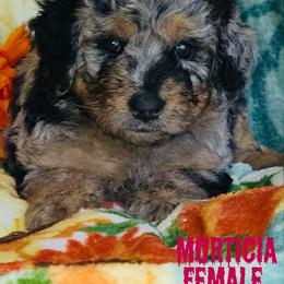 Morticia - Merle female Bernedoodle puppy in Beecher, Illinois from Erica’s Doodles