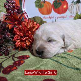 Luna Girl 6 - Light golden female Golden Retriever puppy in Niles, Michigan from Composer Goldens